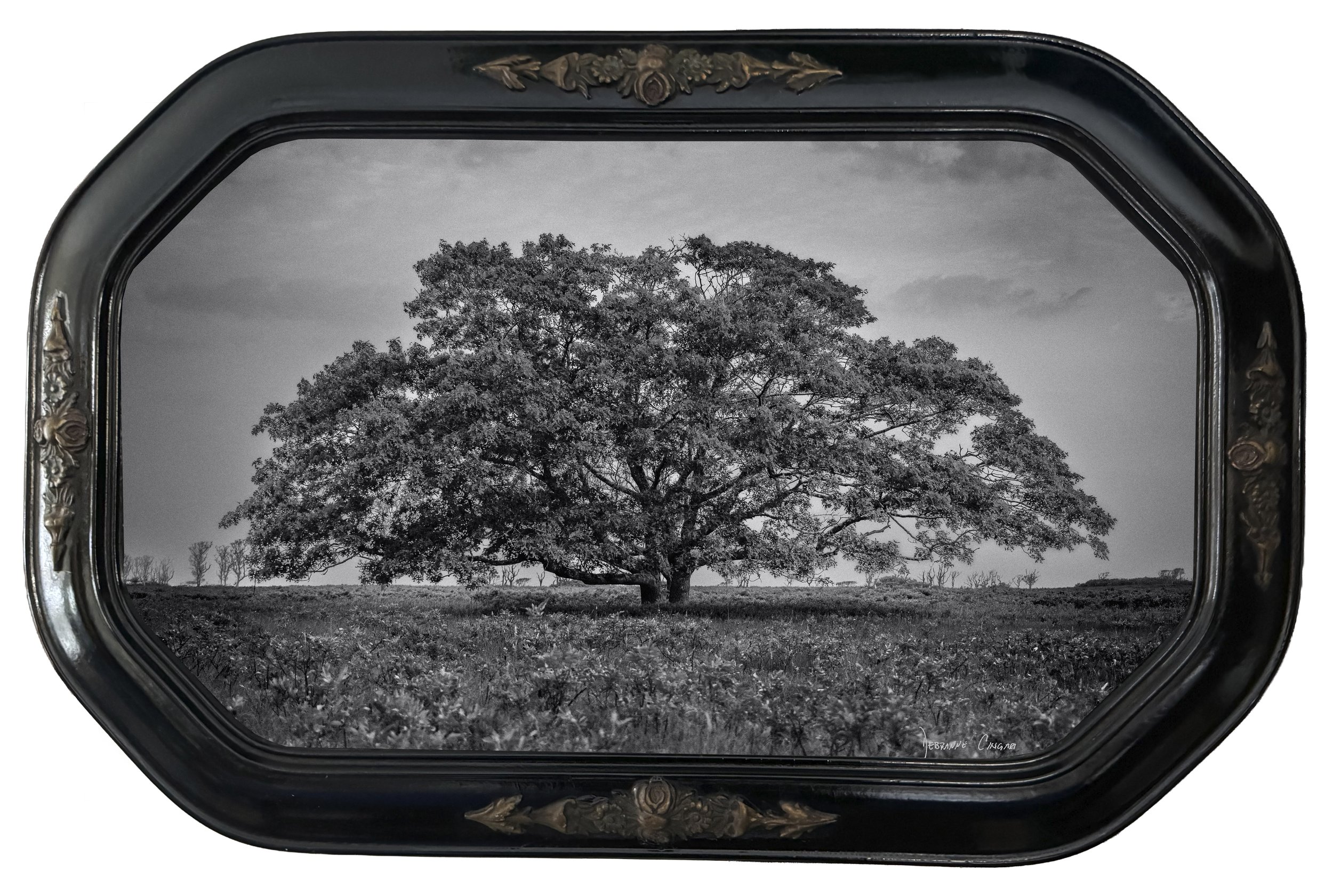 No.  11   |   Stillness on the Serengeti