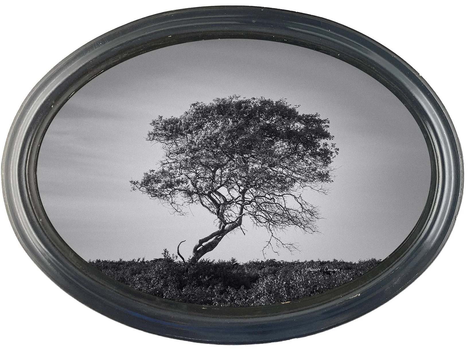 No.  19 |    The Sentinel