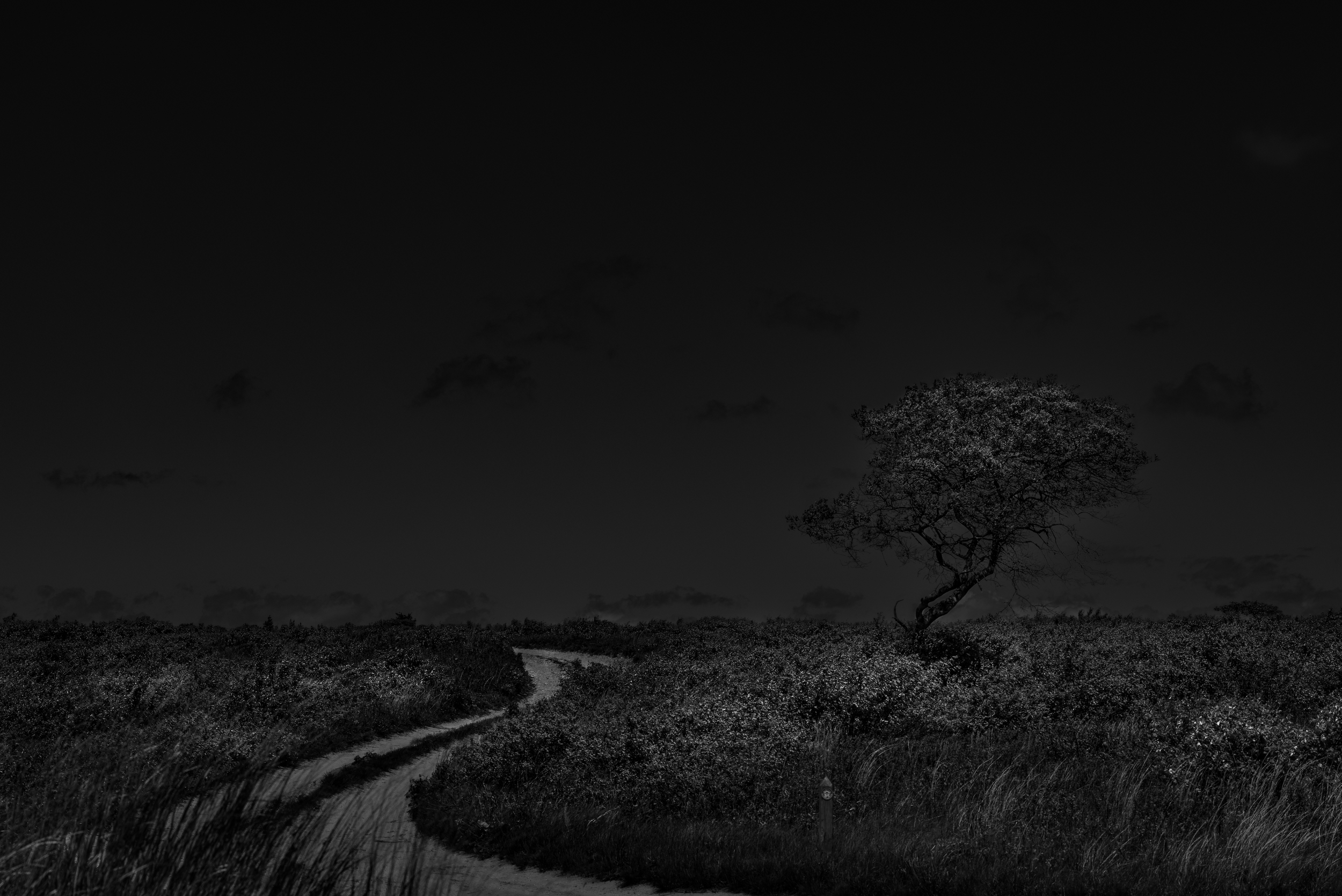 No. 8  |   Moonlight