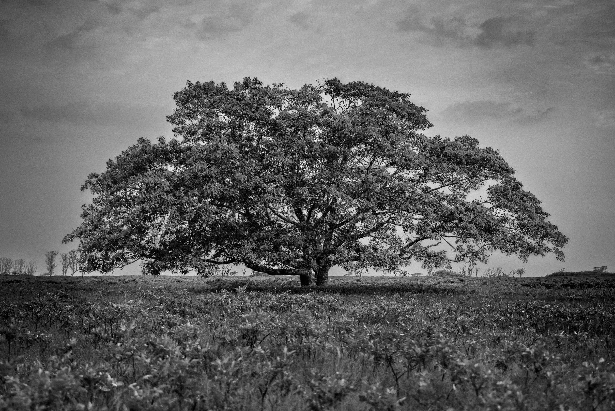 No.  11   |   Stillness on the Serengeti
