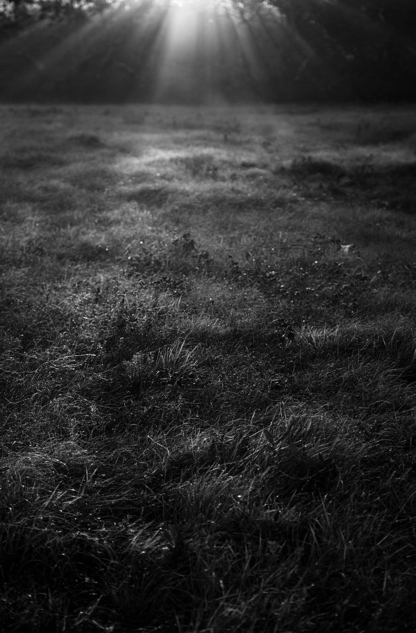 No.  16   |  The Awakening