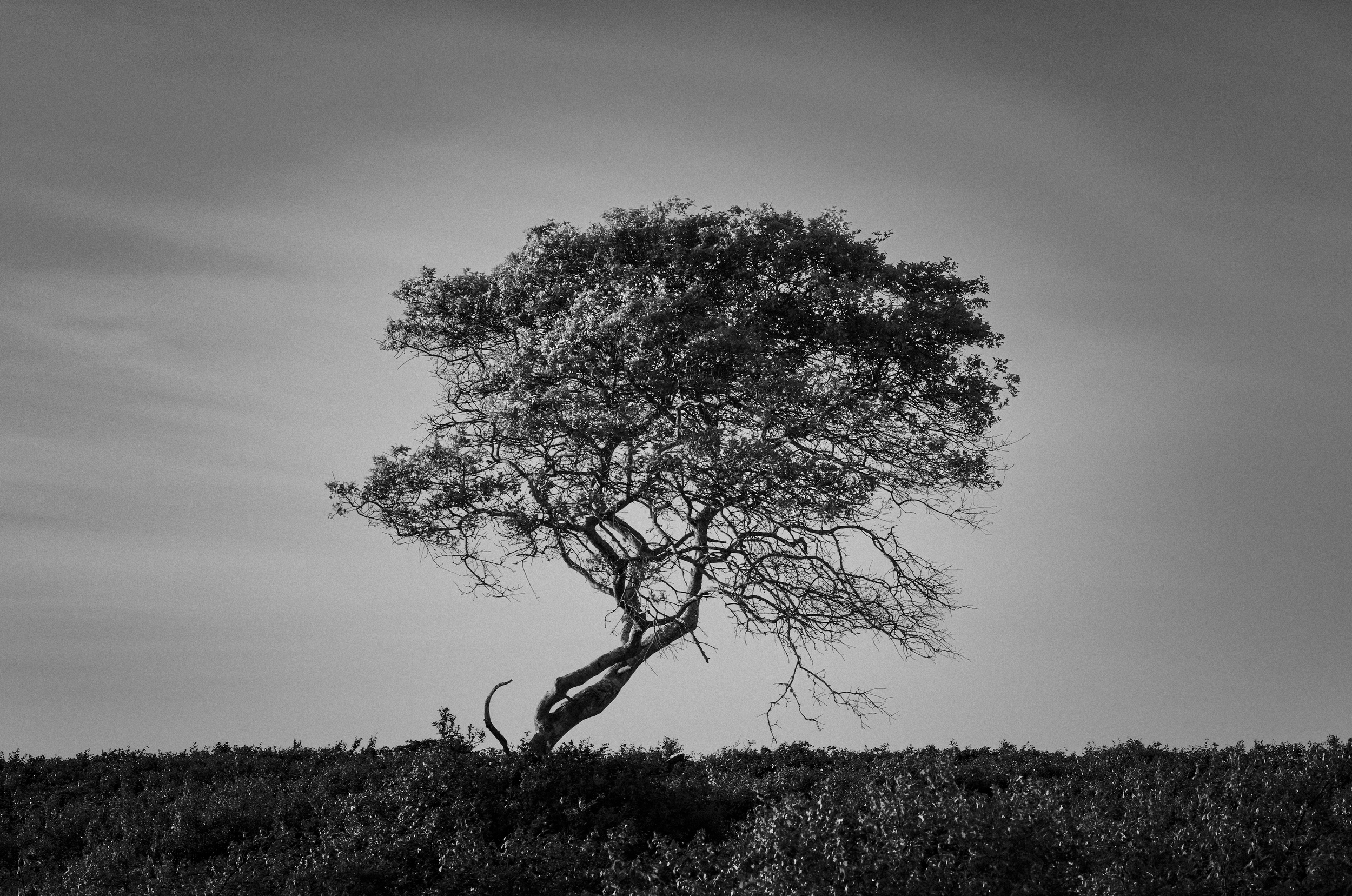 No.  19  |  The Sentinel