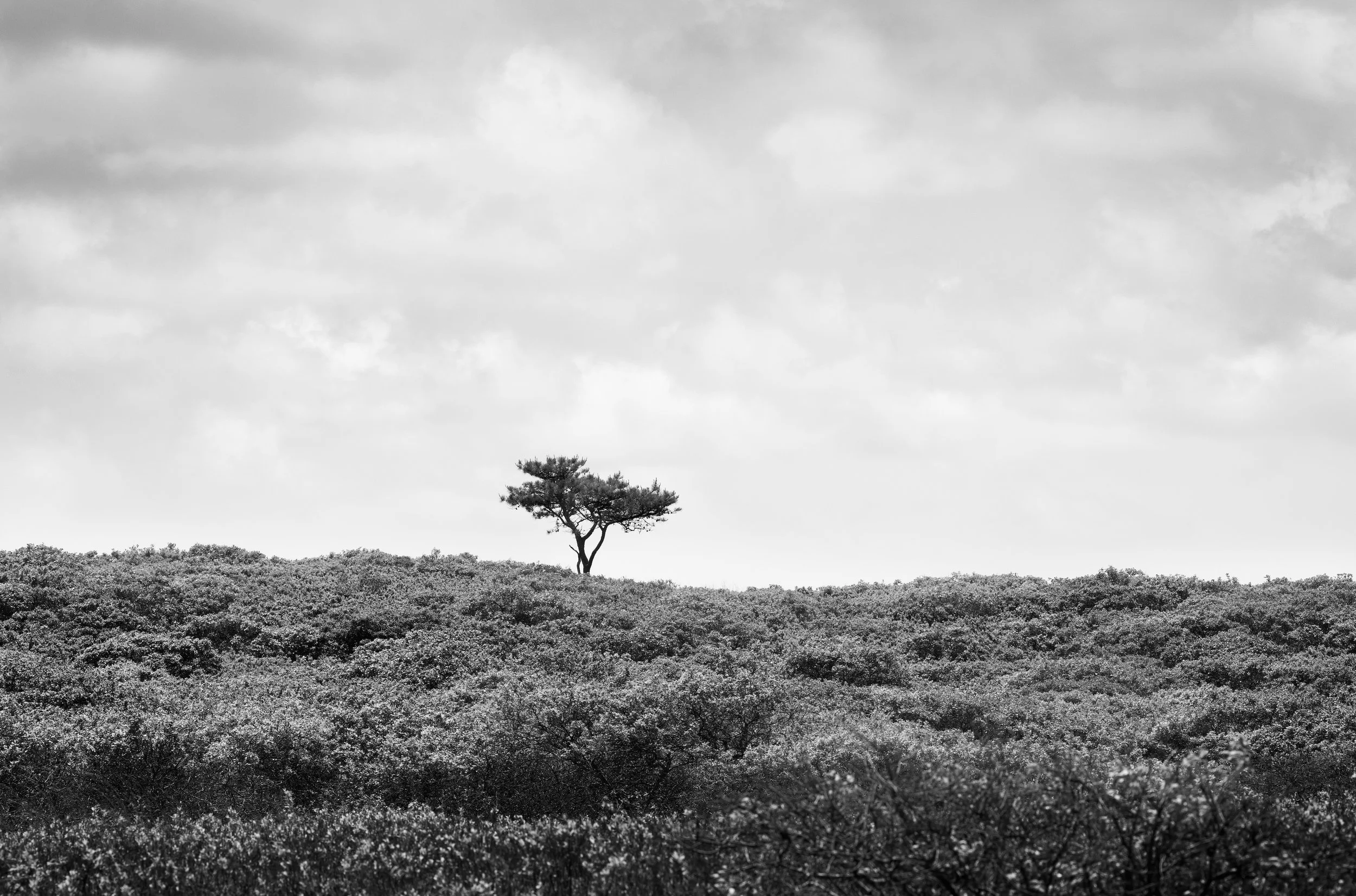 Where Stillness Lives