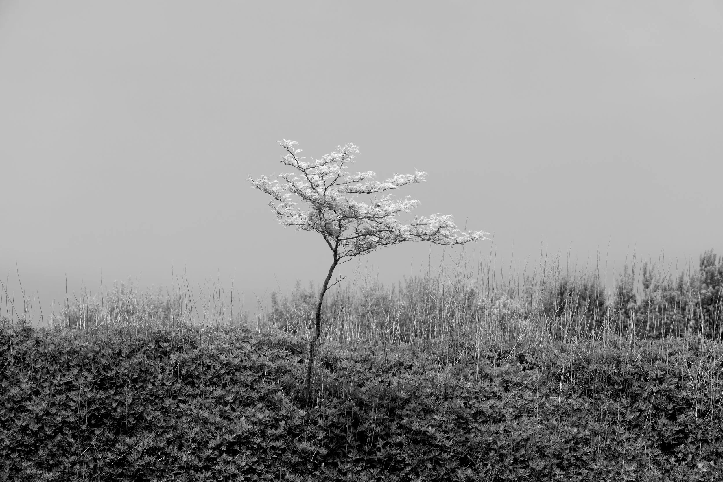 Spring Ghost Tree