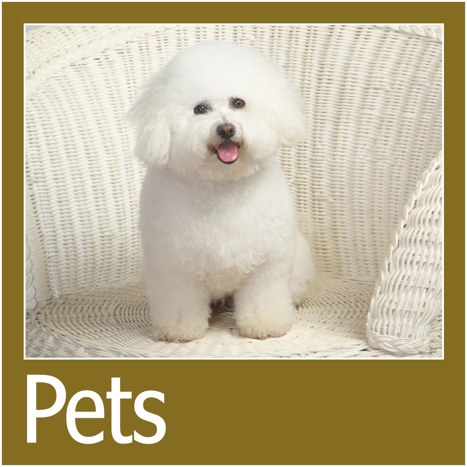 Pet Portrait Information