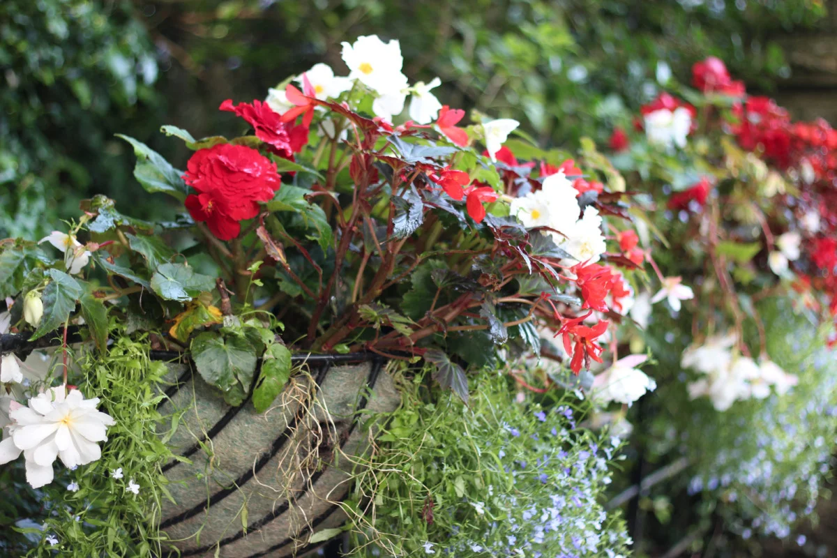 Flowers