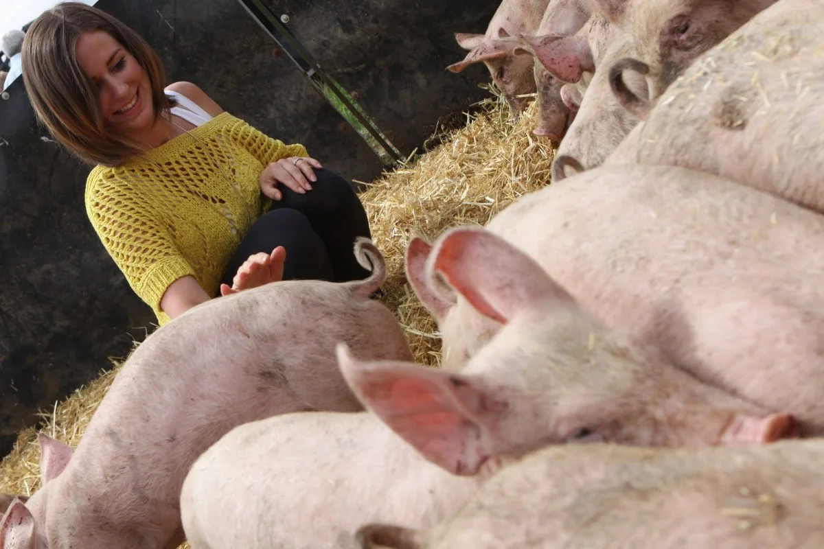 Hannah and the Pigs