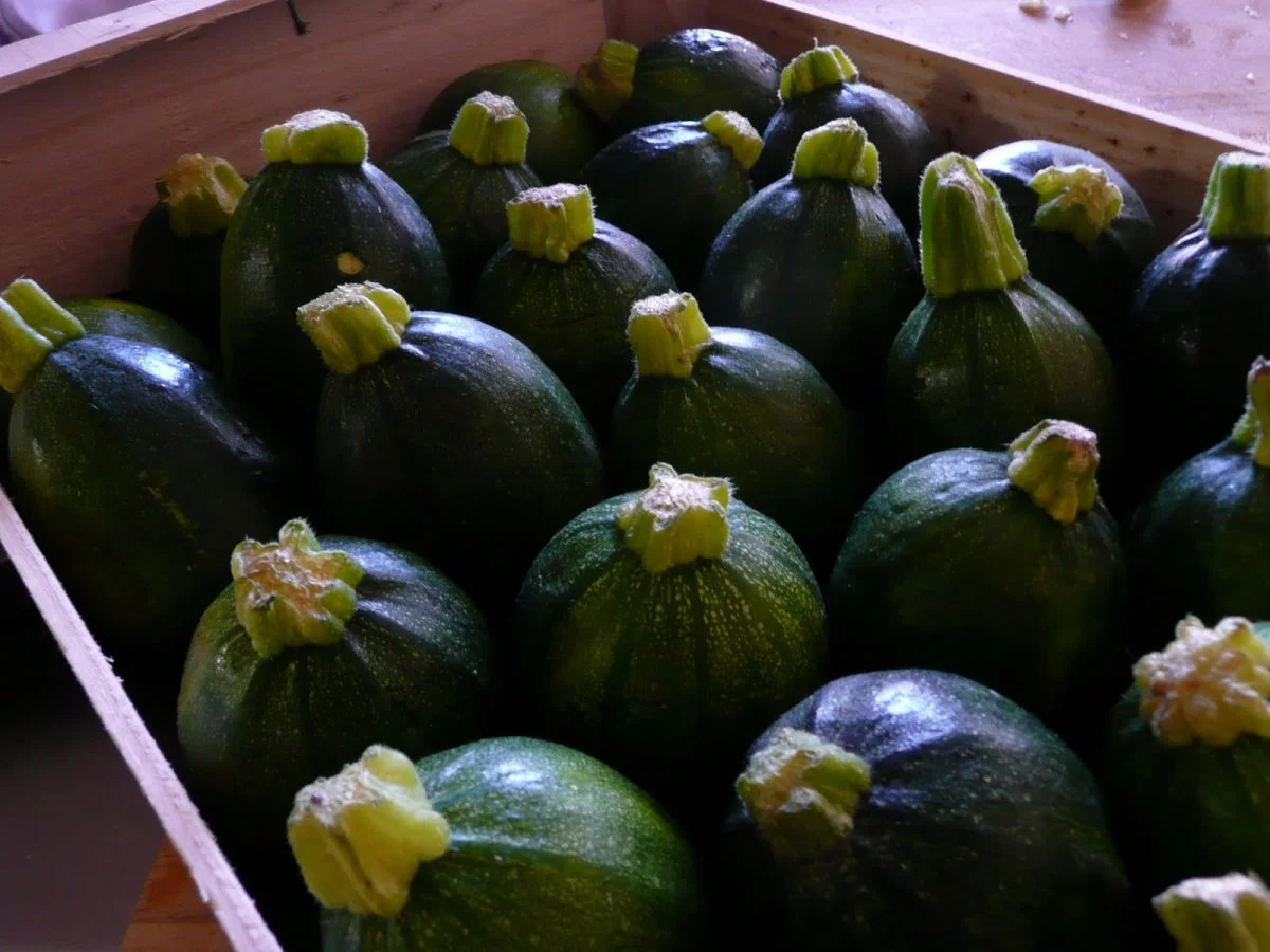 Globe Courgettes
