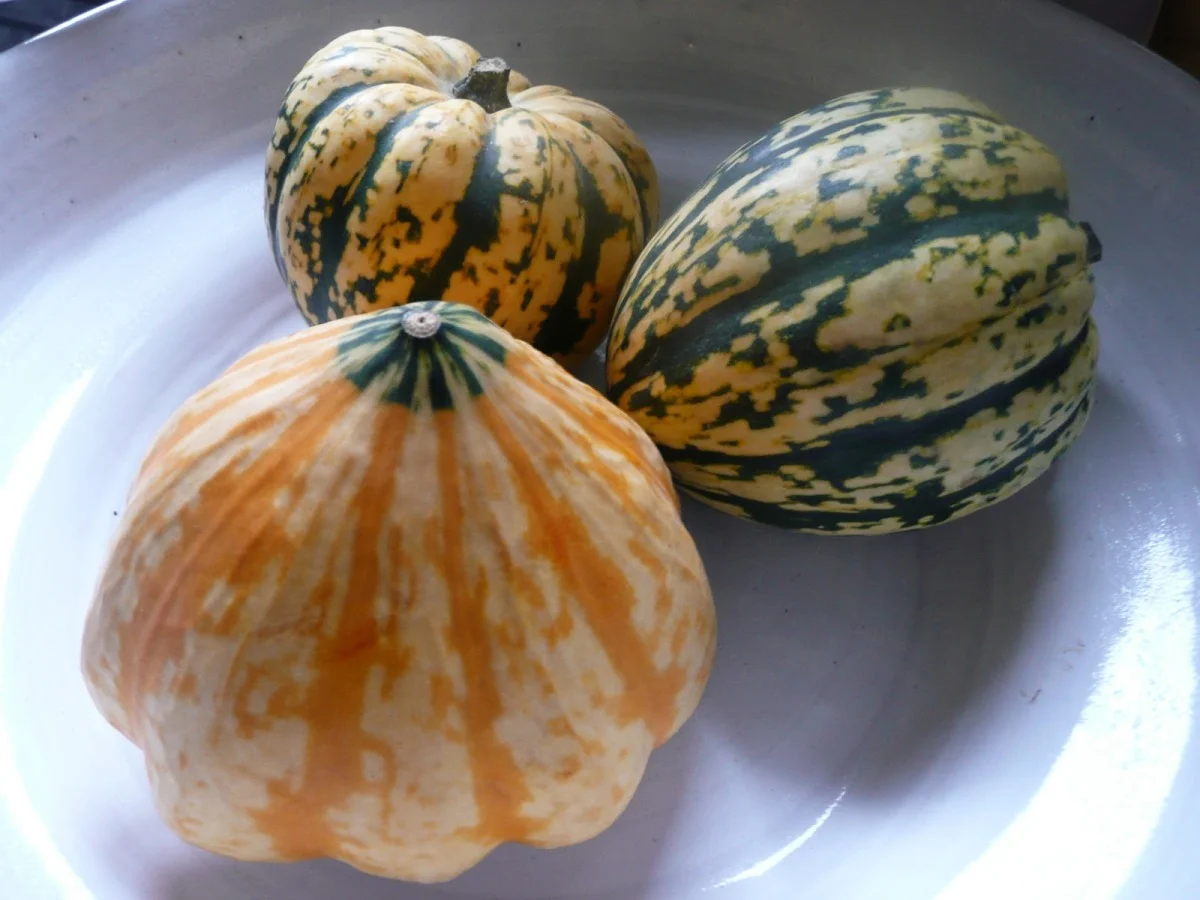 Globe Courgettes