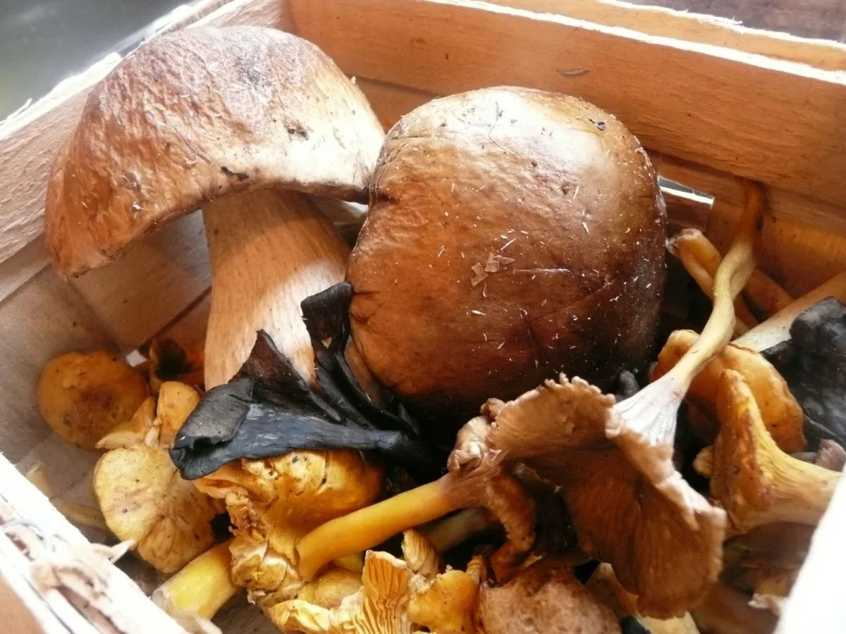 Mushrooms