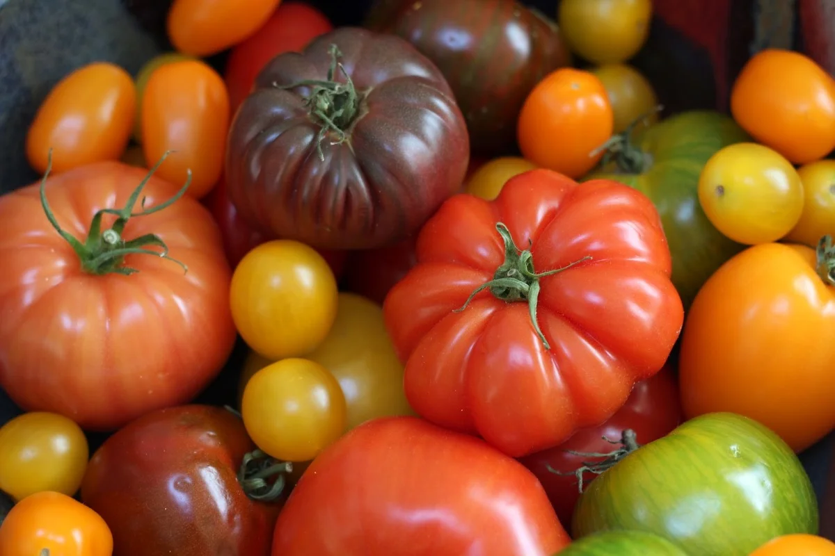 Tomato Medley