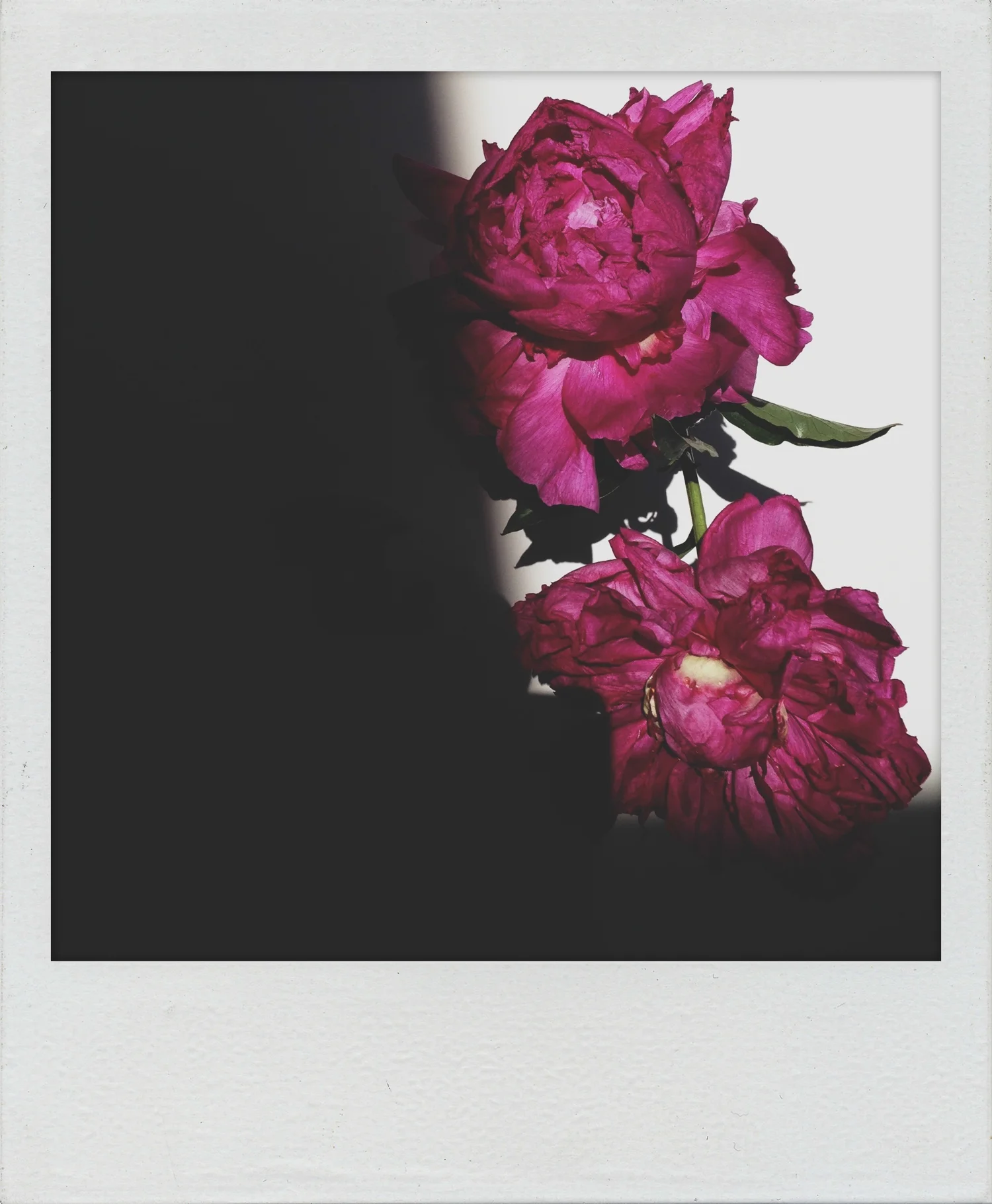 AgingFloral_Roid-9937.jpg