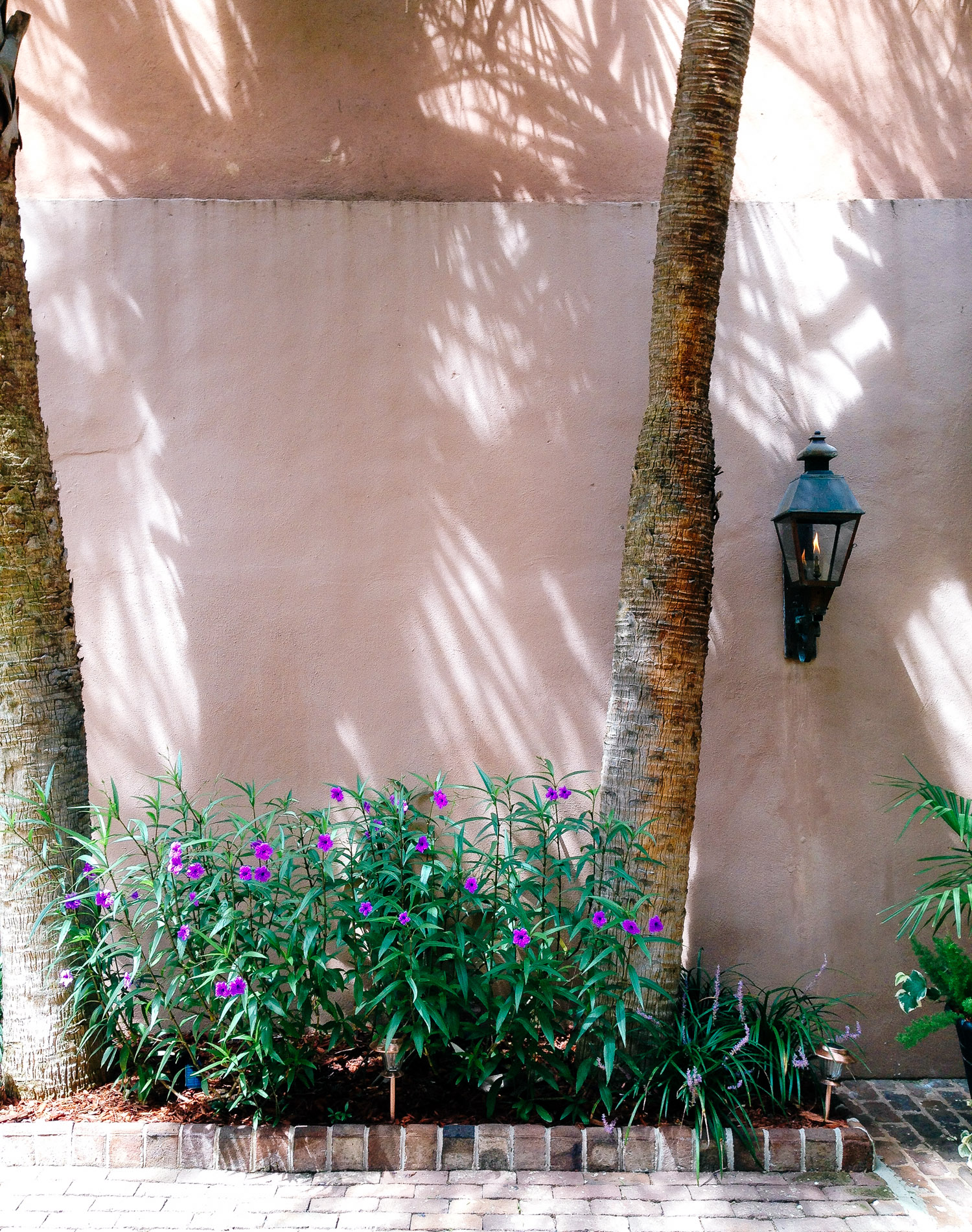 Palm_shadows-2276.jpg