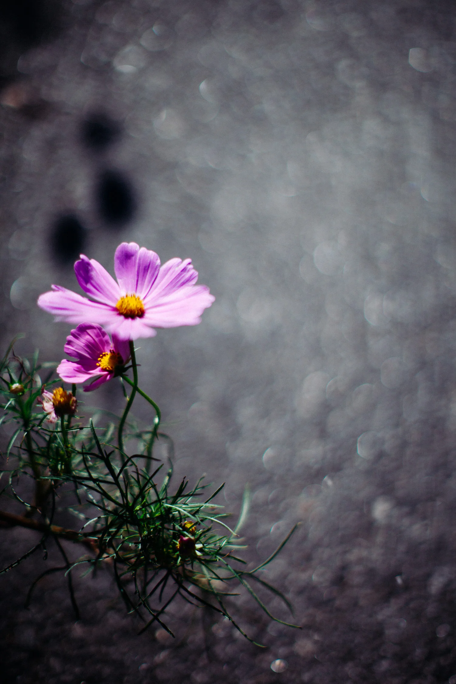 loveisallaround_almostwild-6689.jpg