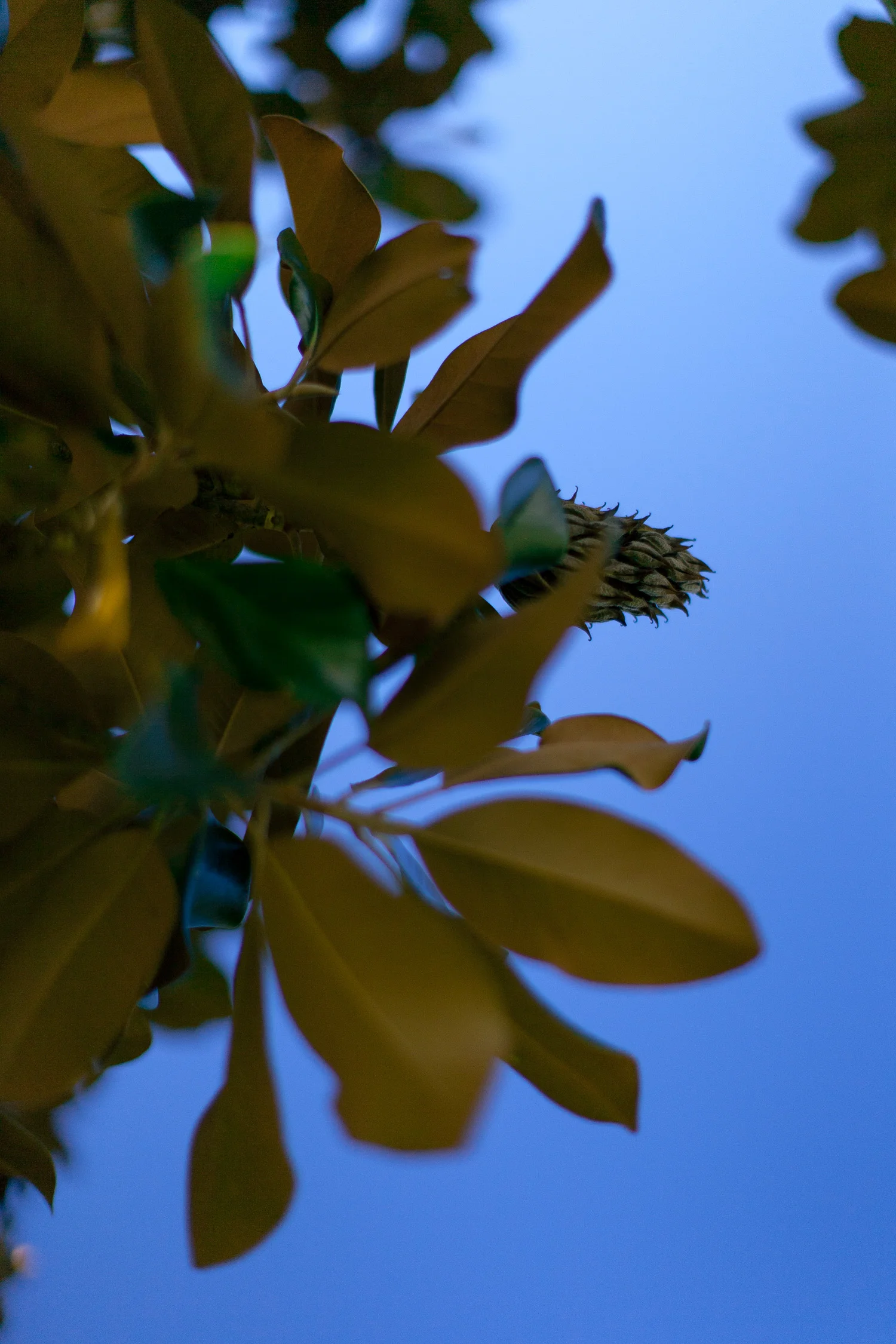 loveisallaround_magnolia-6670.jpg