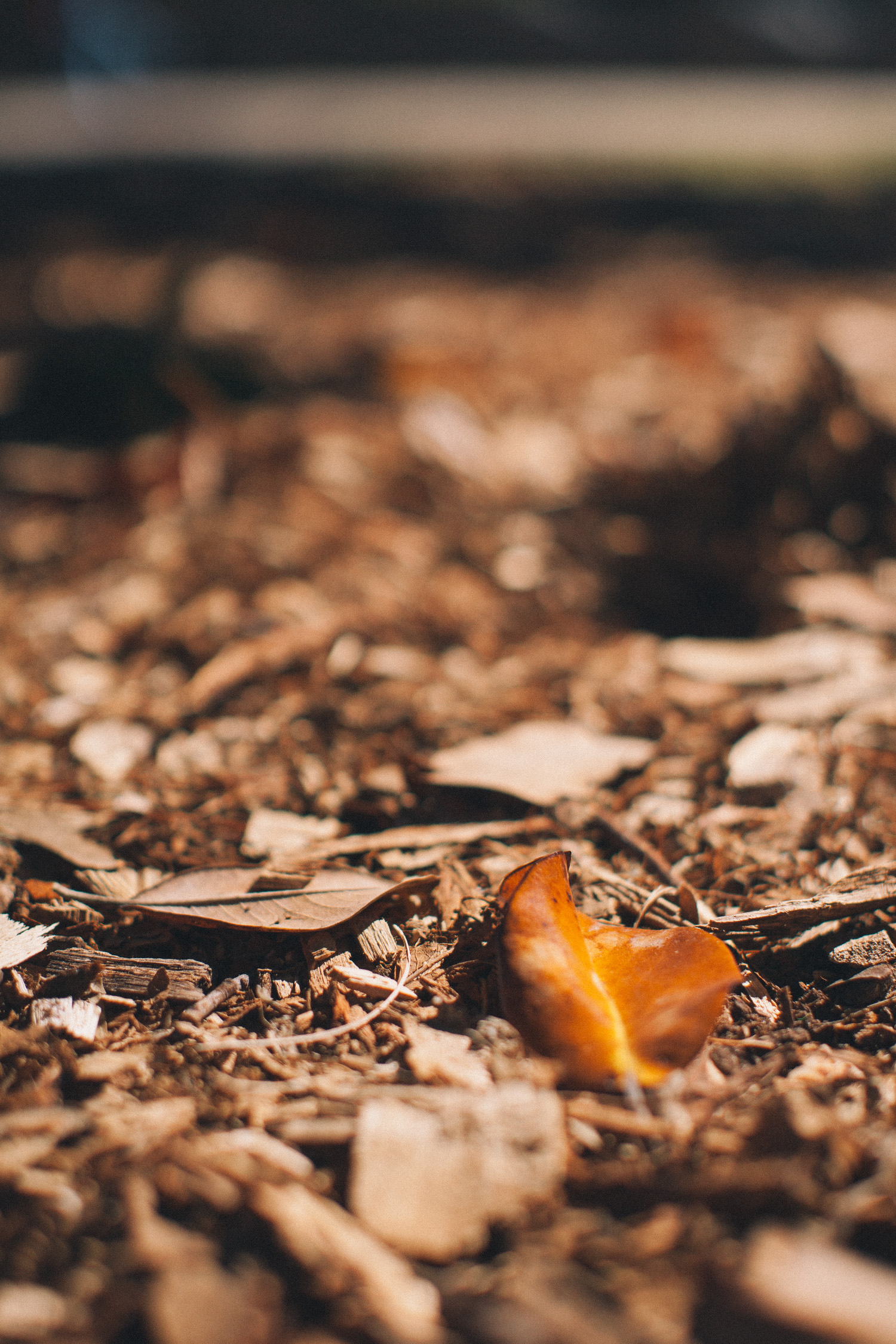 loveisallaround_leaf-6667.jpg