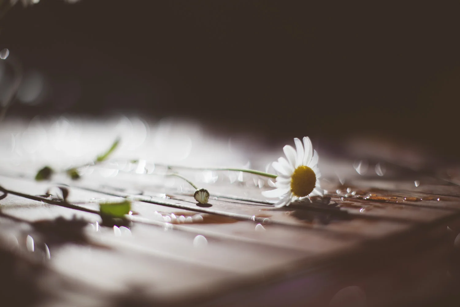 dropsandbokeh-4793.jpg