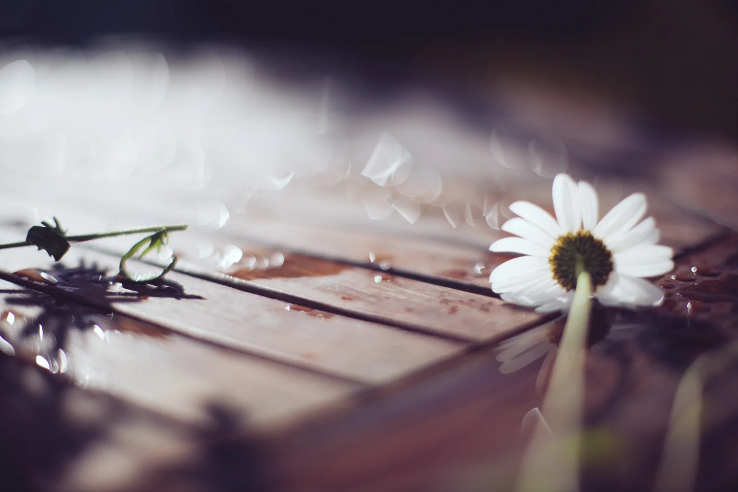 reflected-4792.jpg