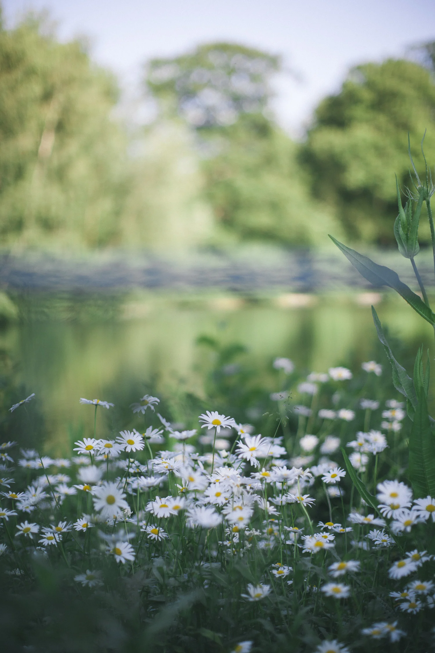 hampsteadheathdaisies.jpg