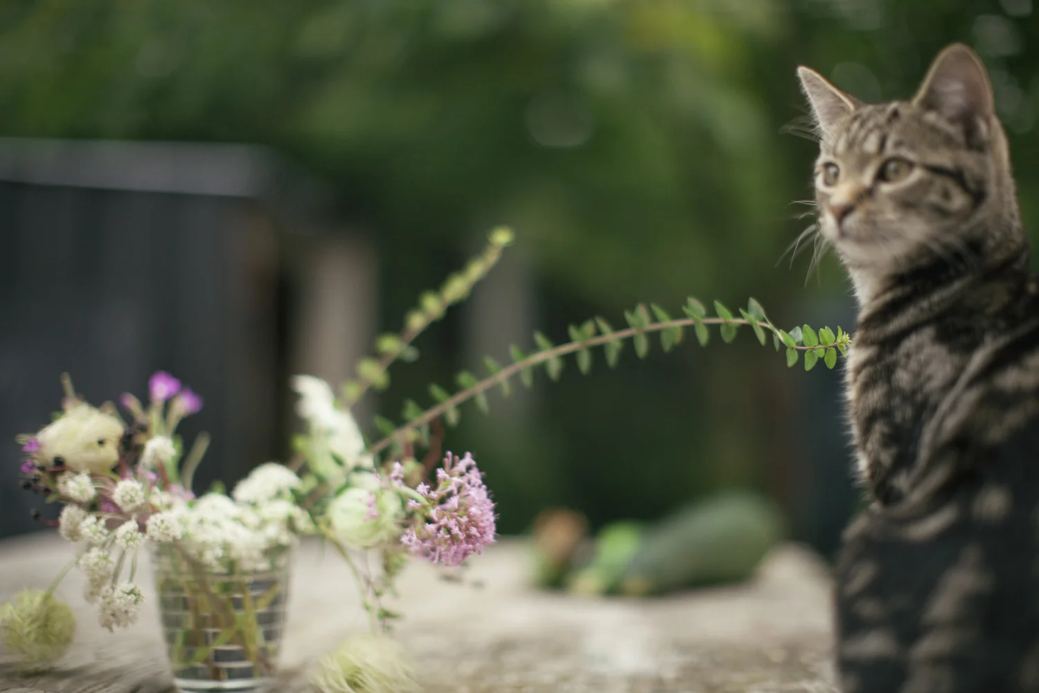 catslife_daydream.jpg