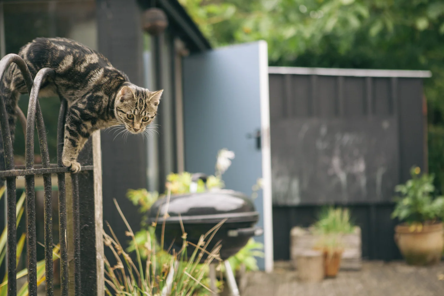catslife_onit.jpg