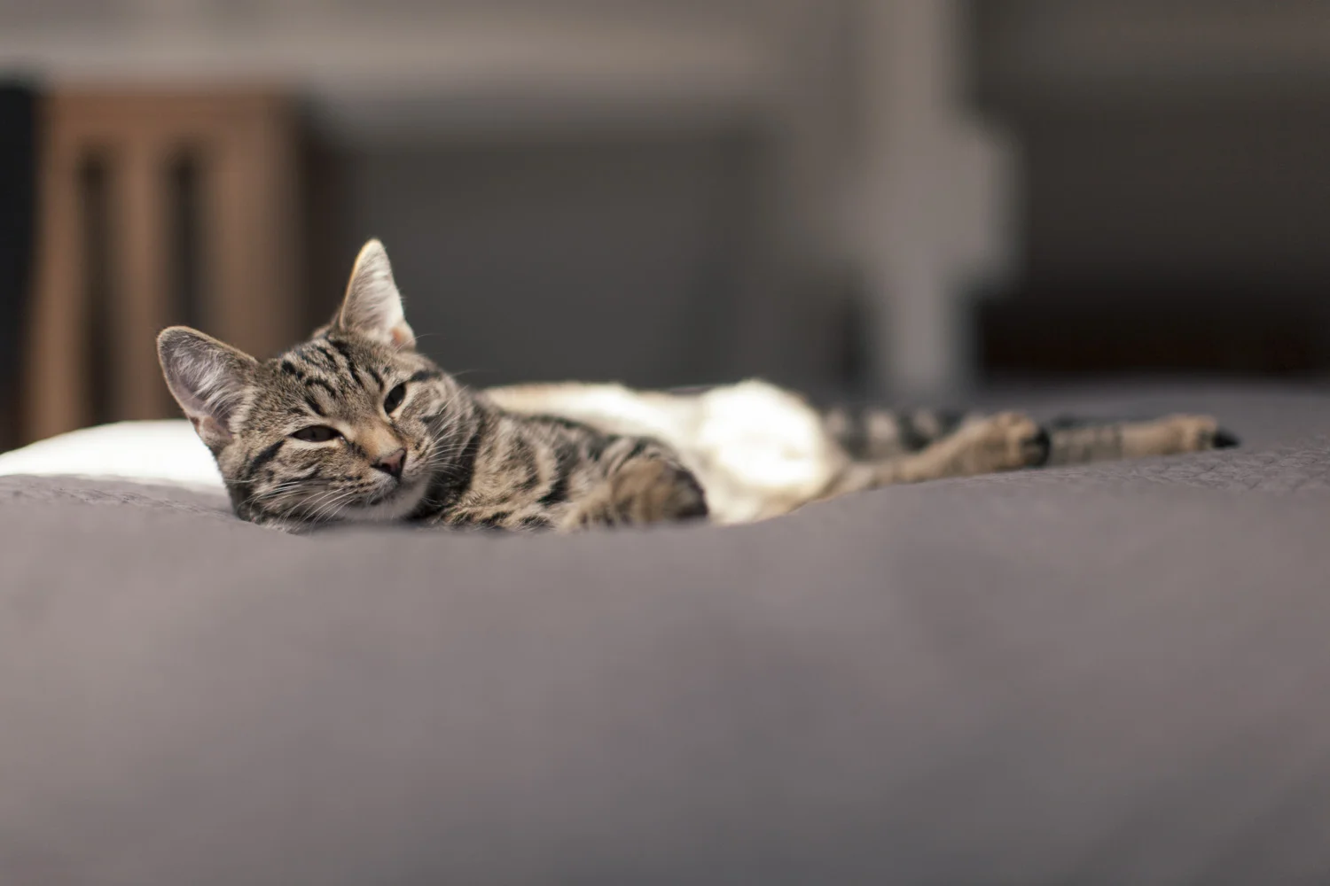 sunningcat.jpg