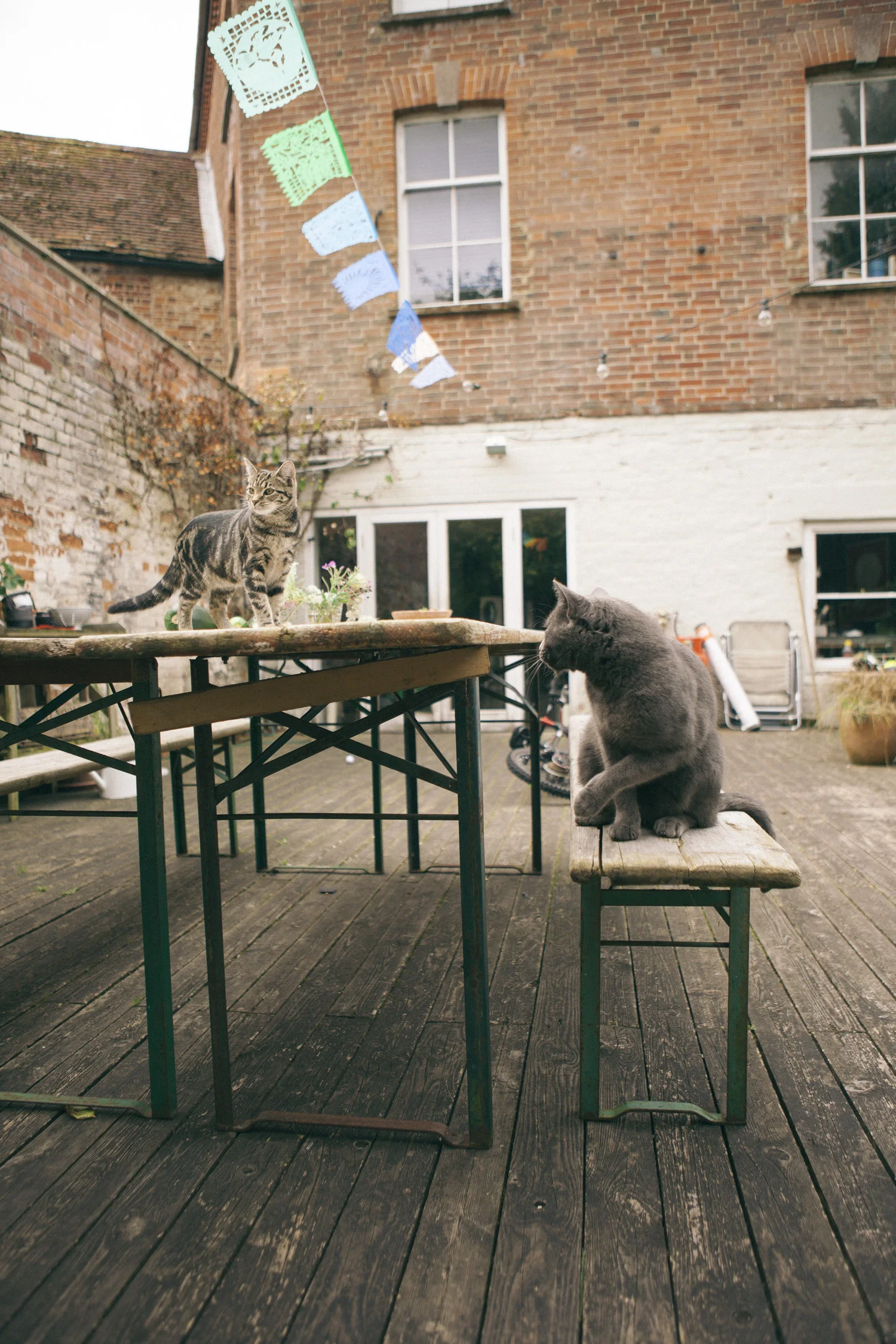 catslife_oops.jpg