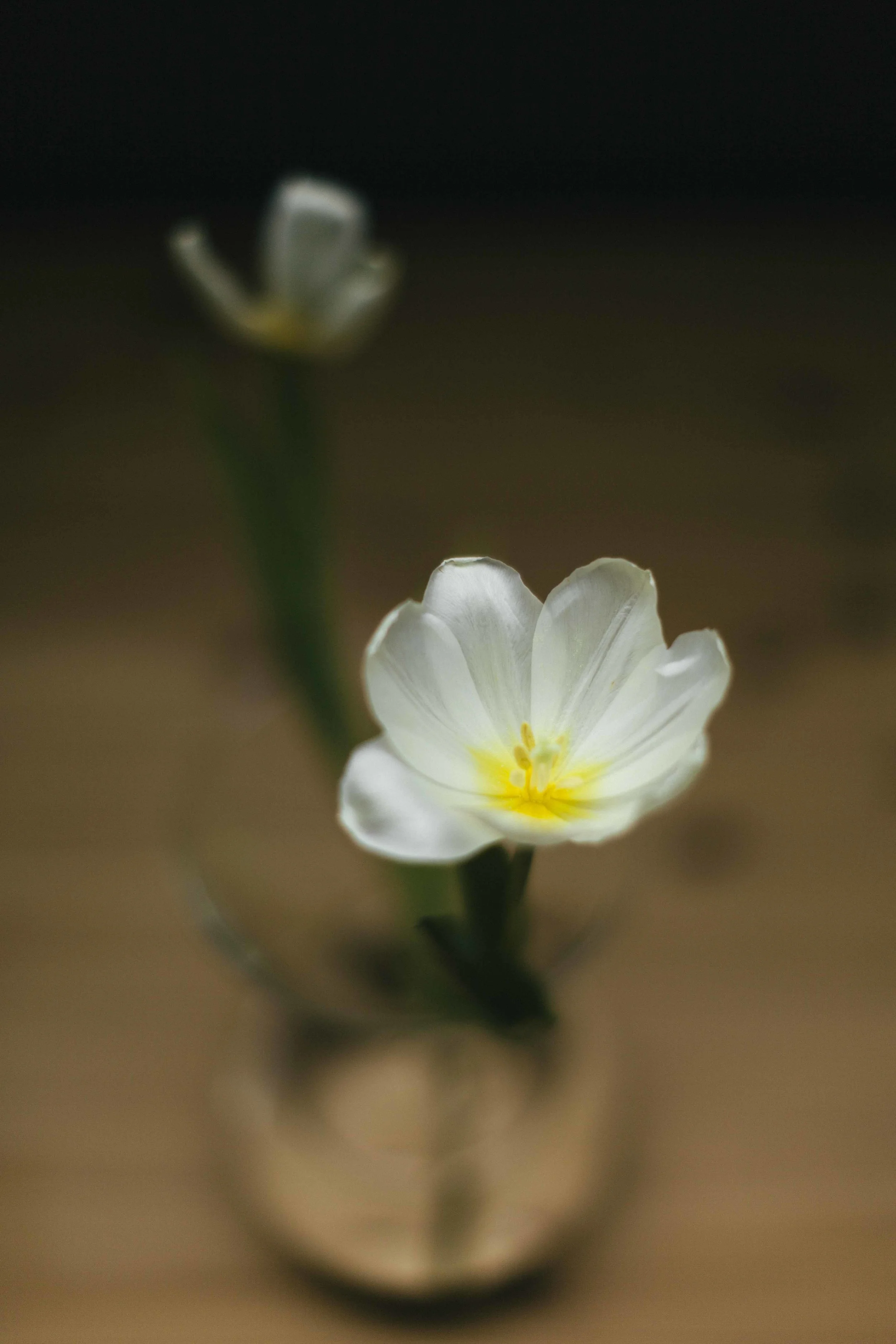 TulipFace-8343.JPG