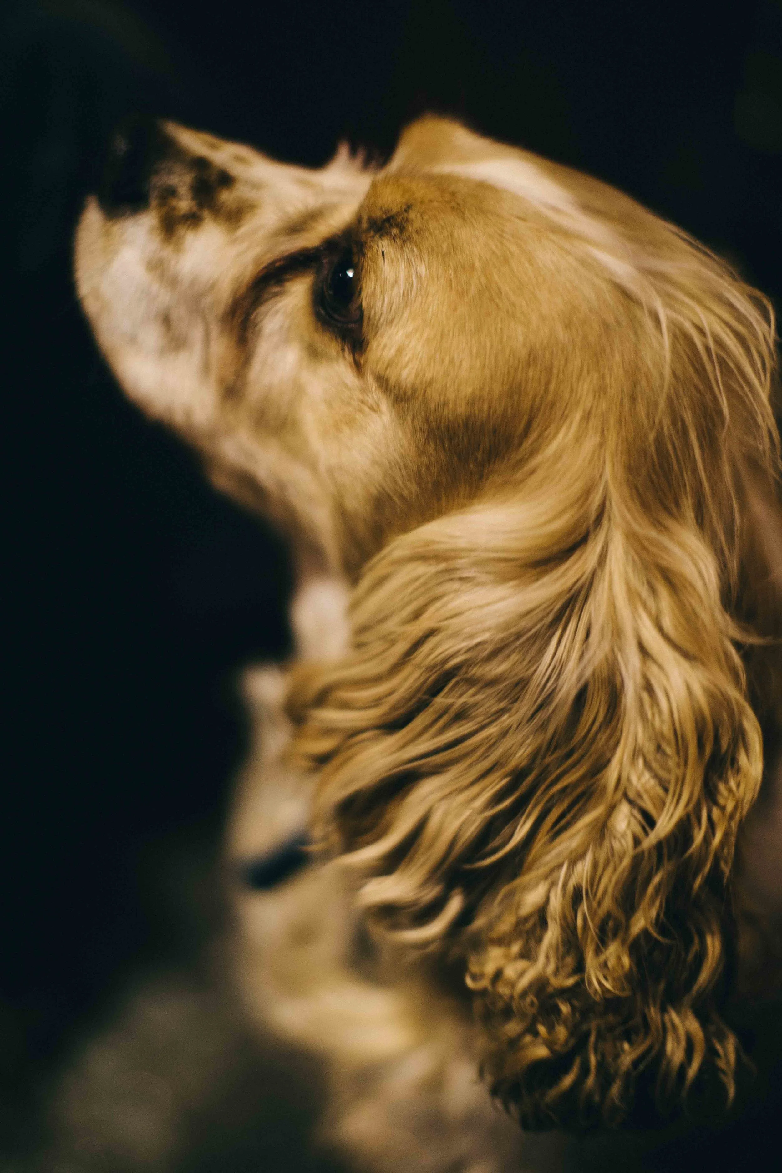 Goldie-0390.JPG