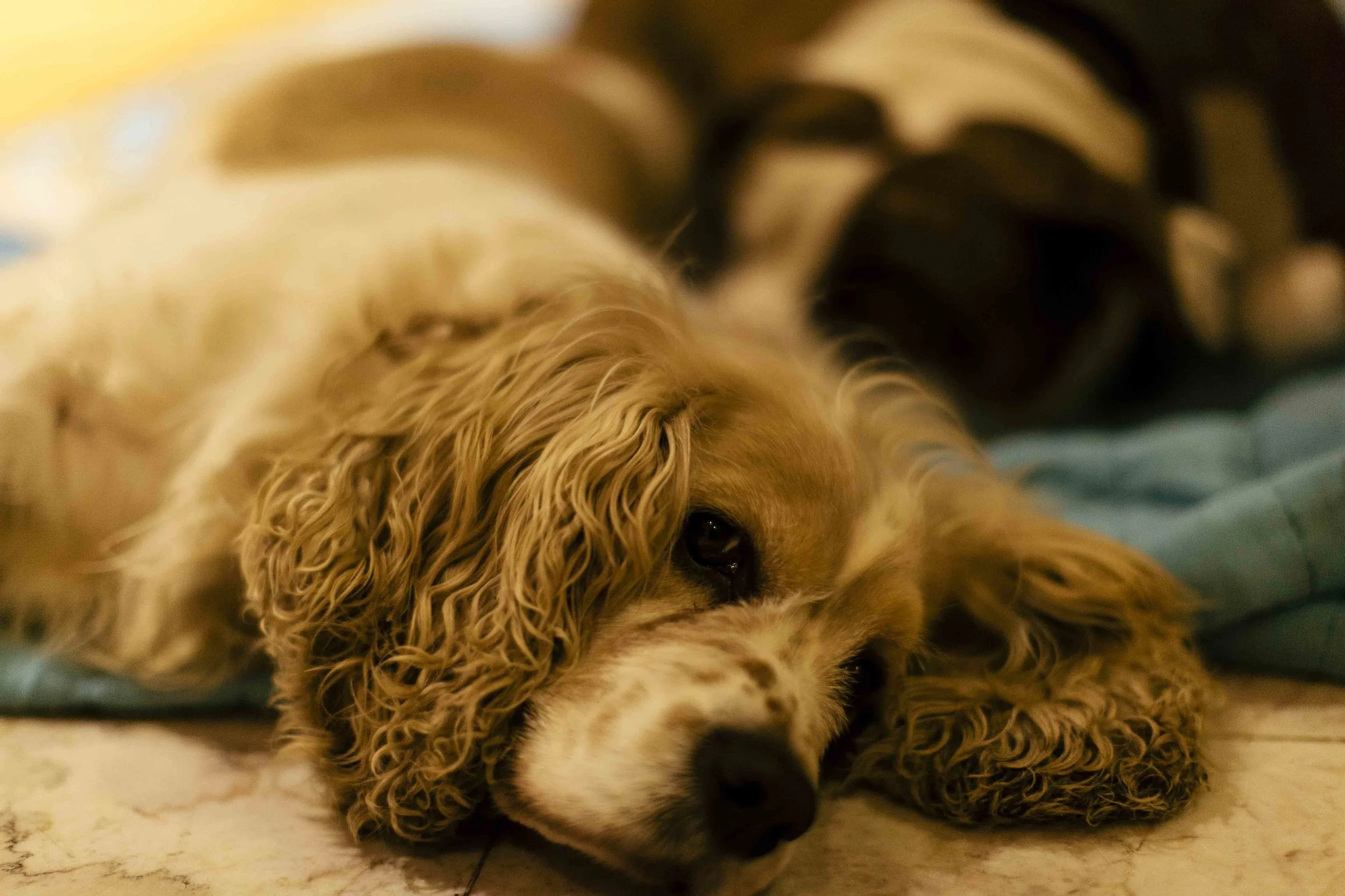 Goldie-0494.JPG