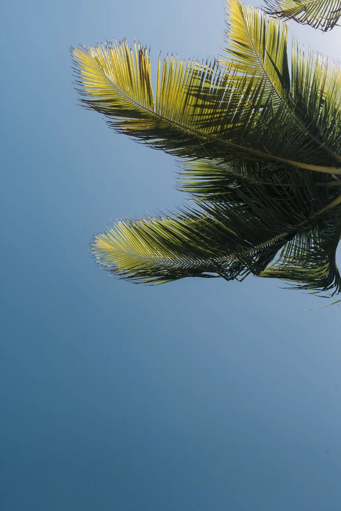 Palm-2277.JPG