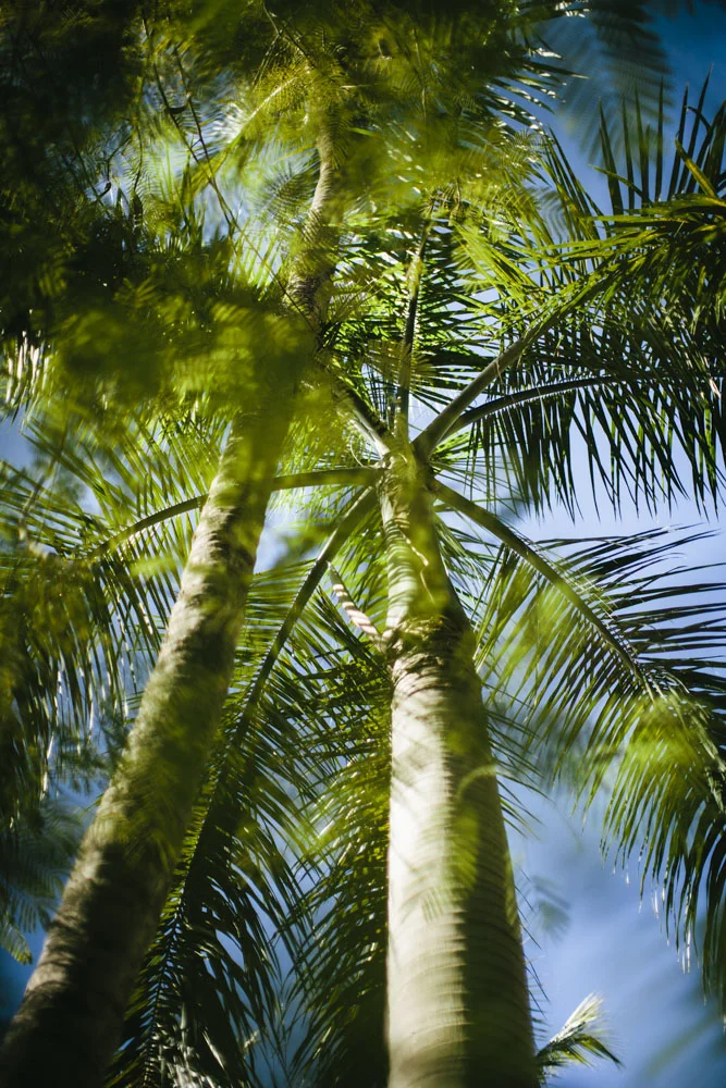PalmTree-1740.JPG
