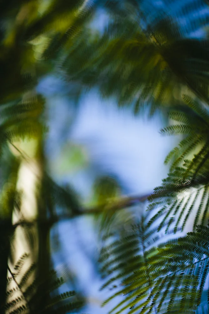 PalmTree-1742.JPG
