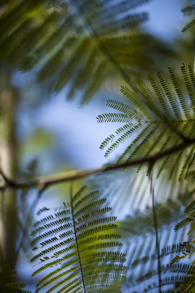 PalmTree-1744.JPG