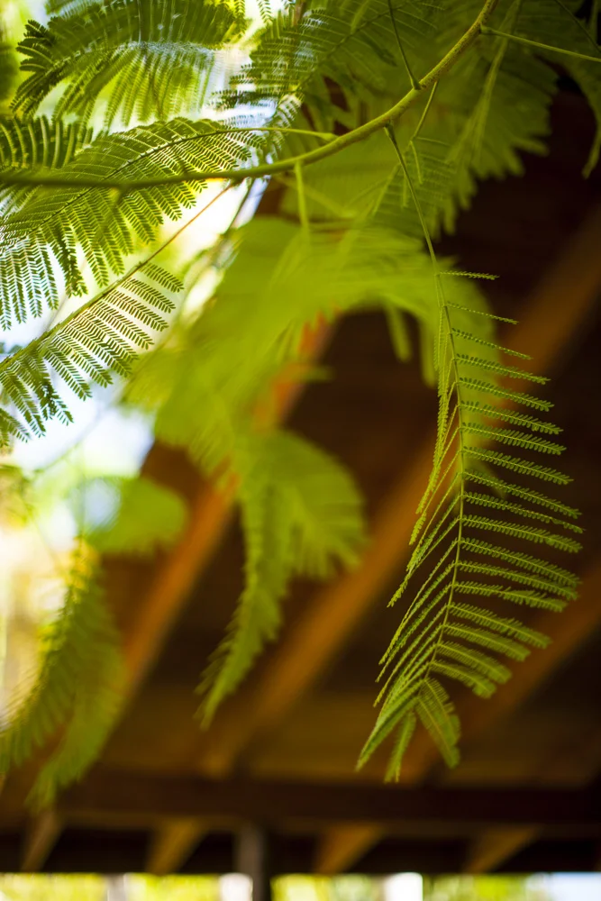 PalmTree-1761.JPG