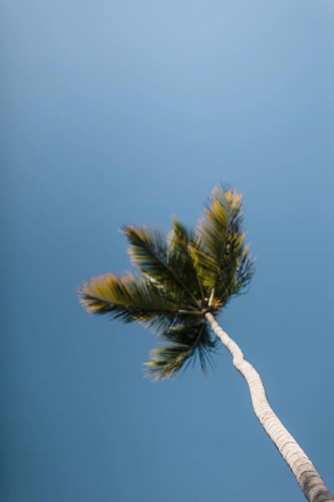 PalmTree-1767.JPG
