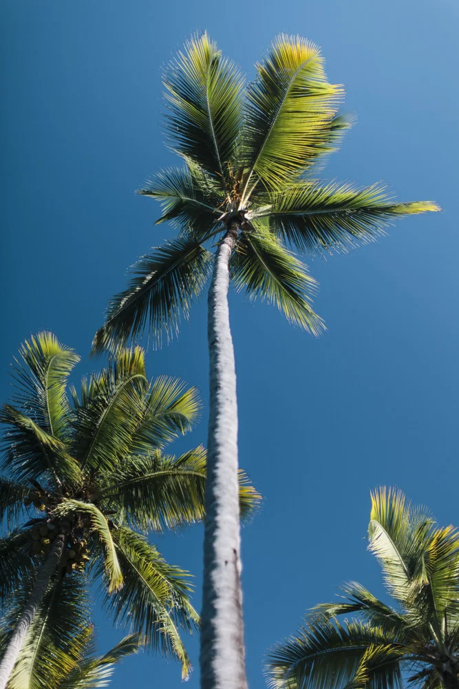 PalmTrio-1843.JPG