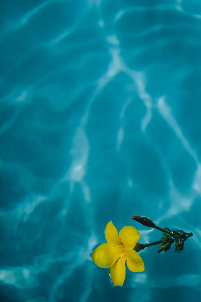 StillLife-2390.JPG