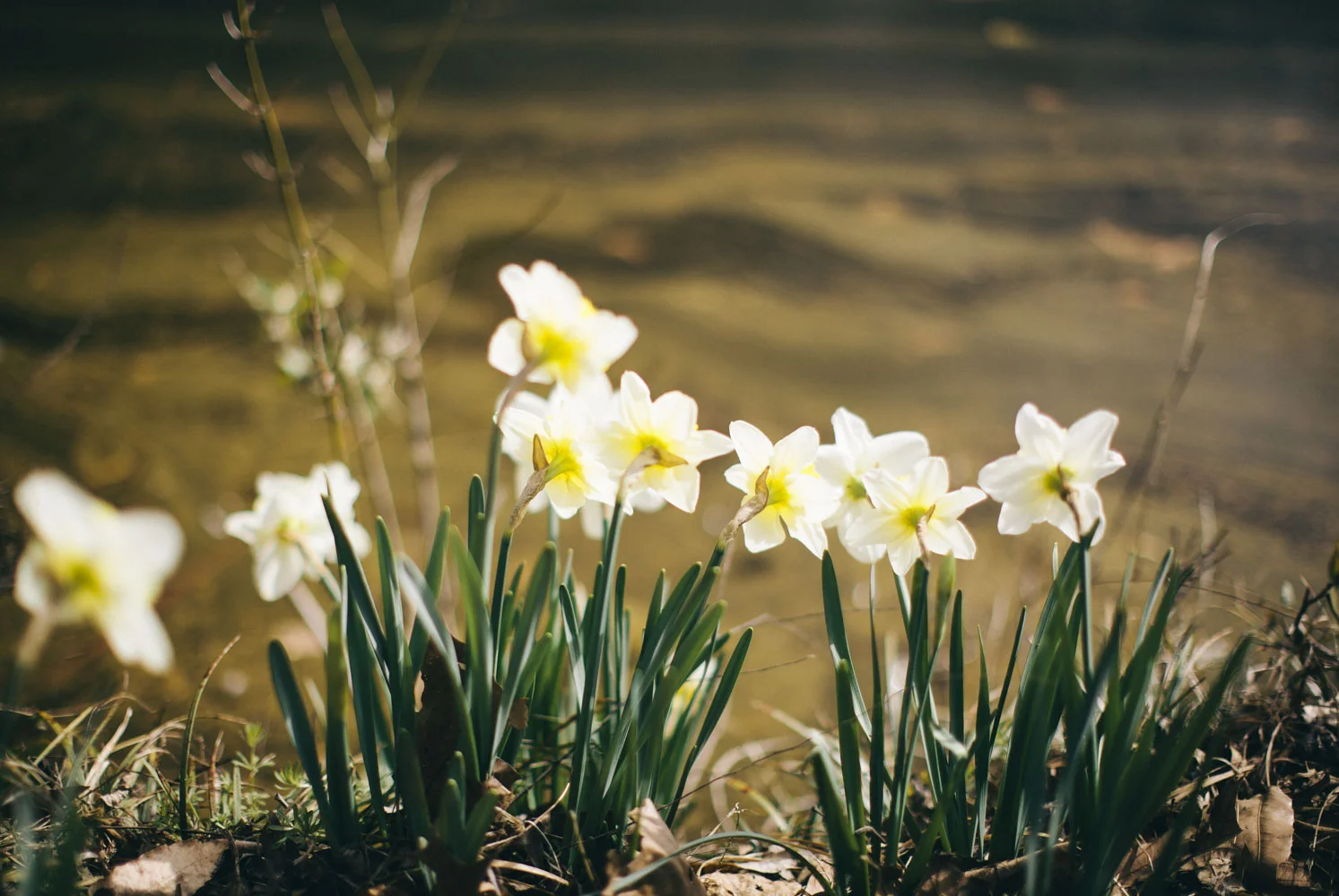 SlowlySpringing-4298.JPG