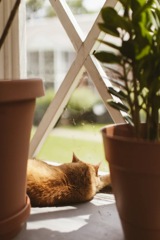 aPoetessKitty-7410.JPG