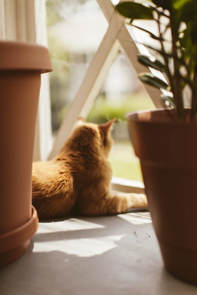 aPoetessKitty-7417.JPG