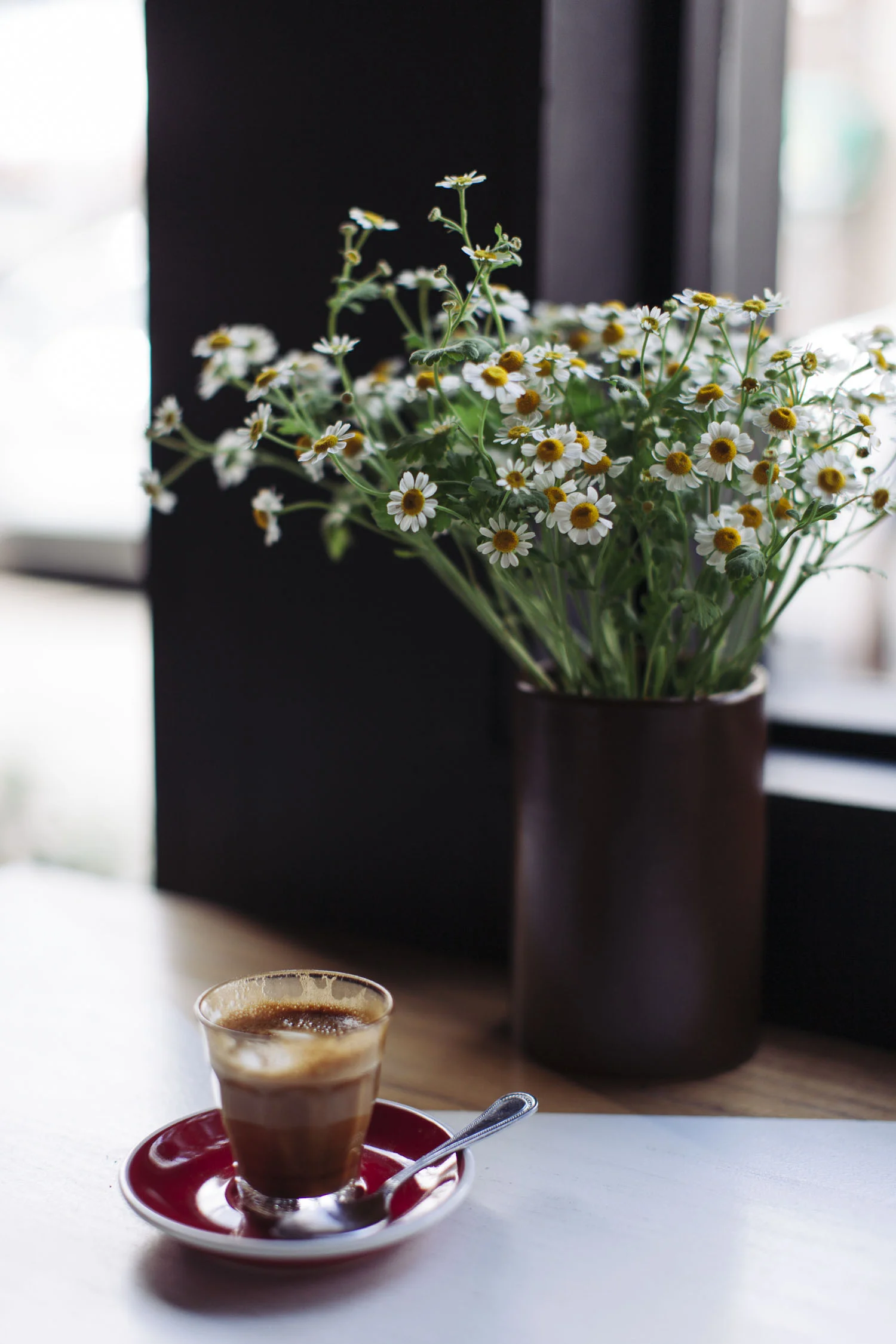 Cortado&Daisies.jpg
