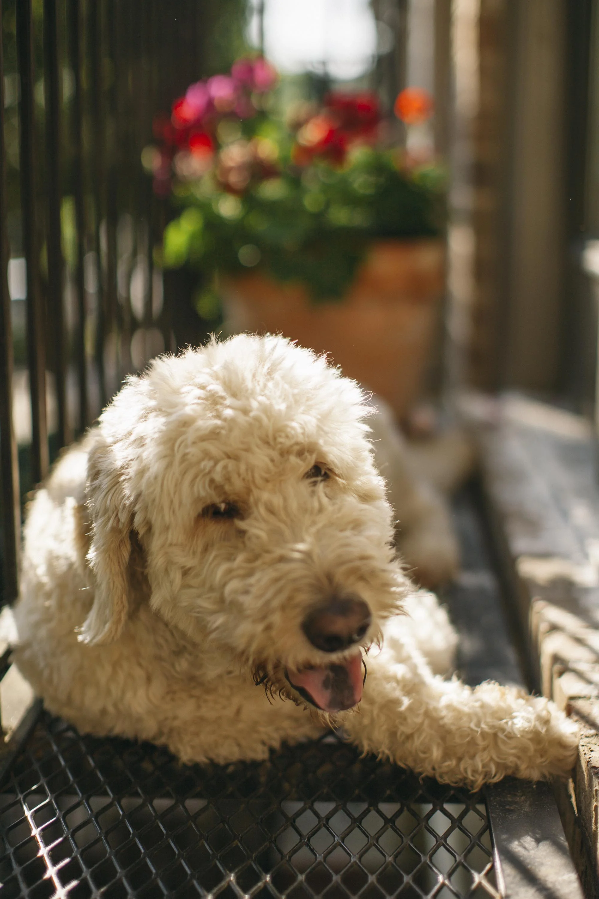 I let the dog out-2.jpg