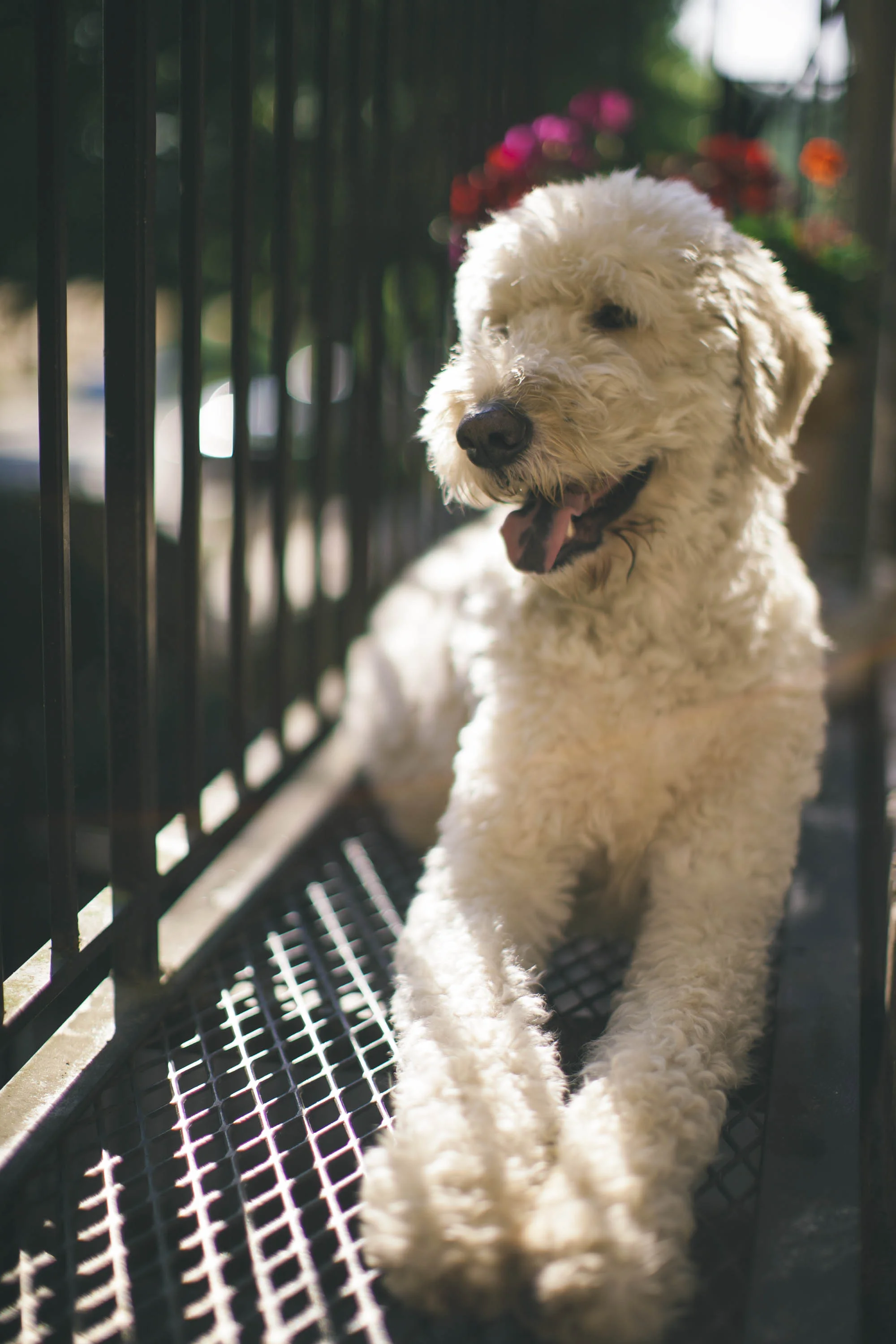 I let the dog out-5.jpg