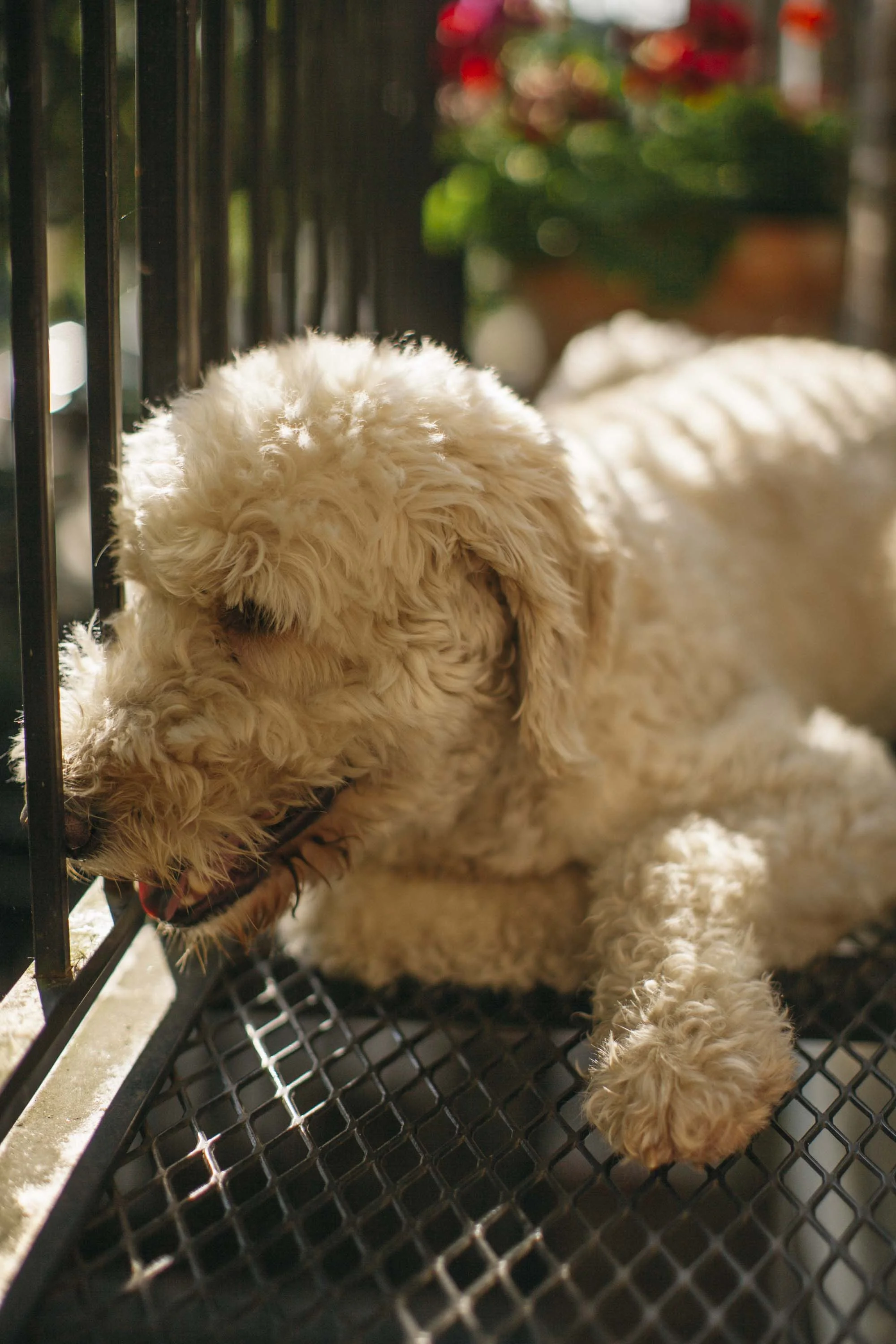 I let the dog out.jpg