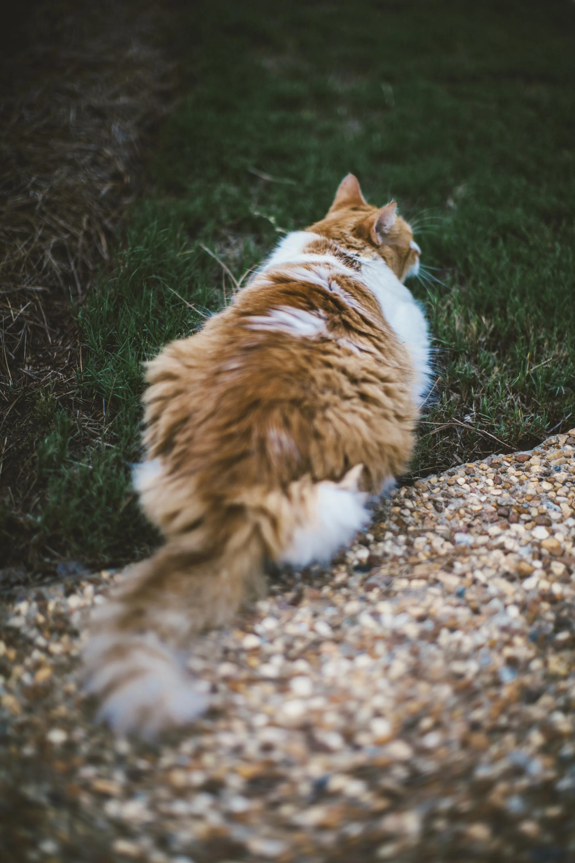 Cat Got Moves-9.jpg