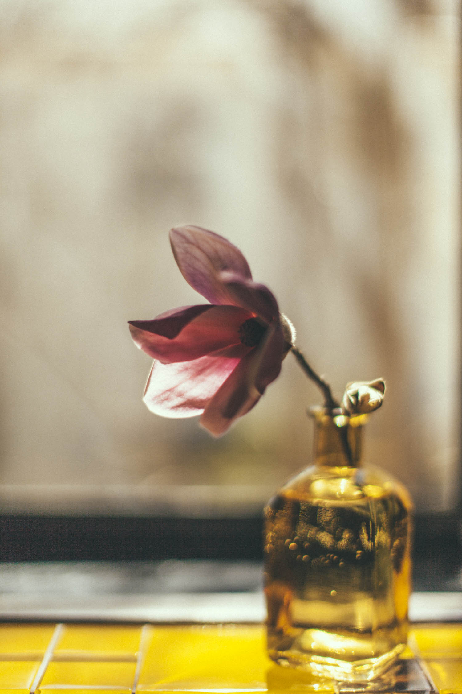 Magnolia Window.jpg