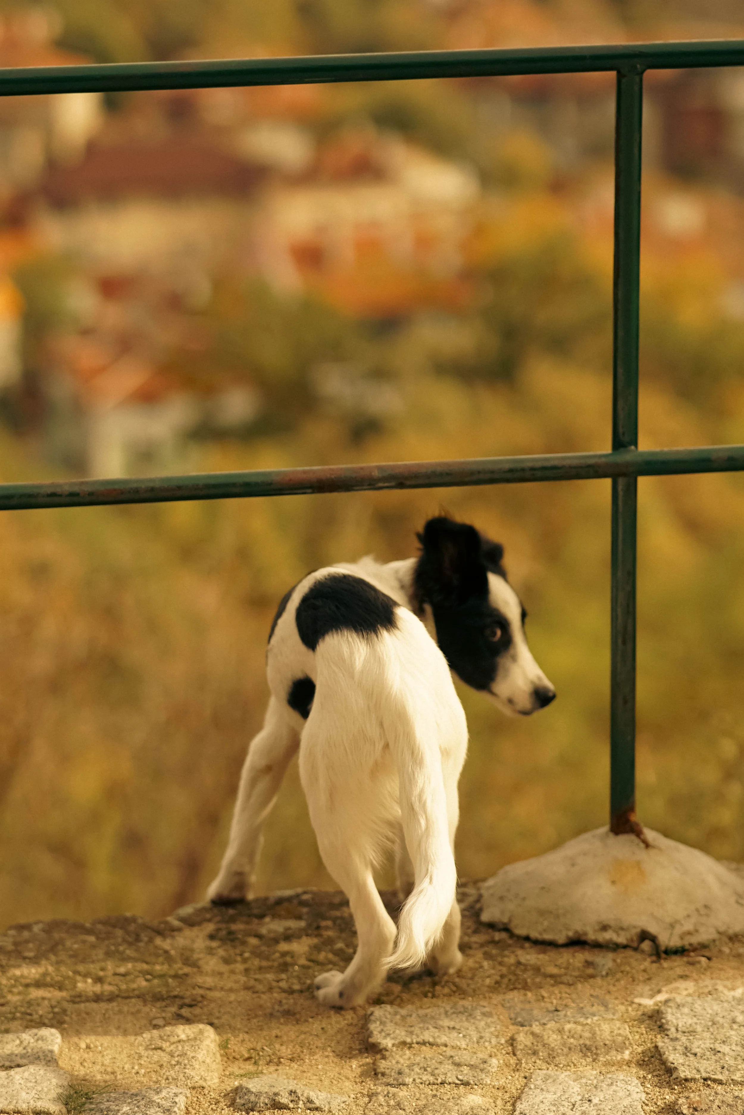 Политкоректна  мутра