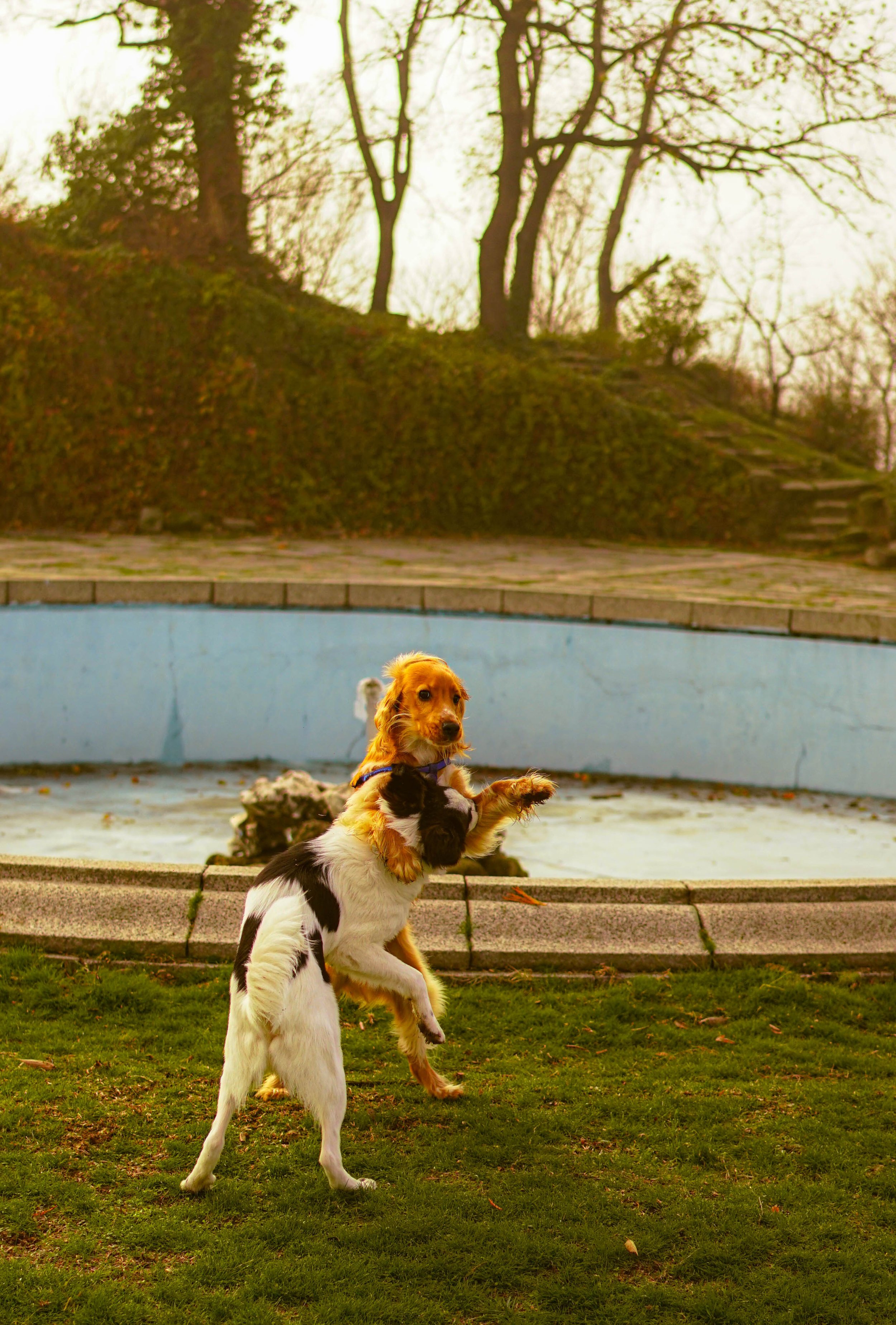 Моят Приятел Борко и аз