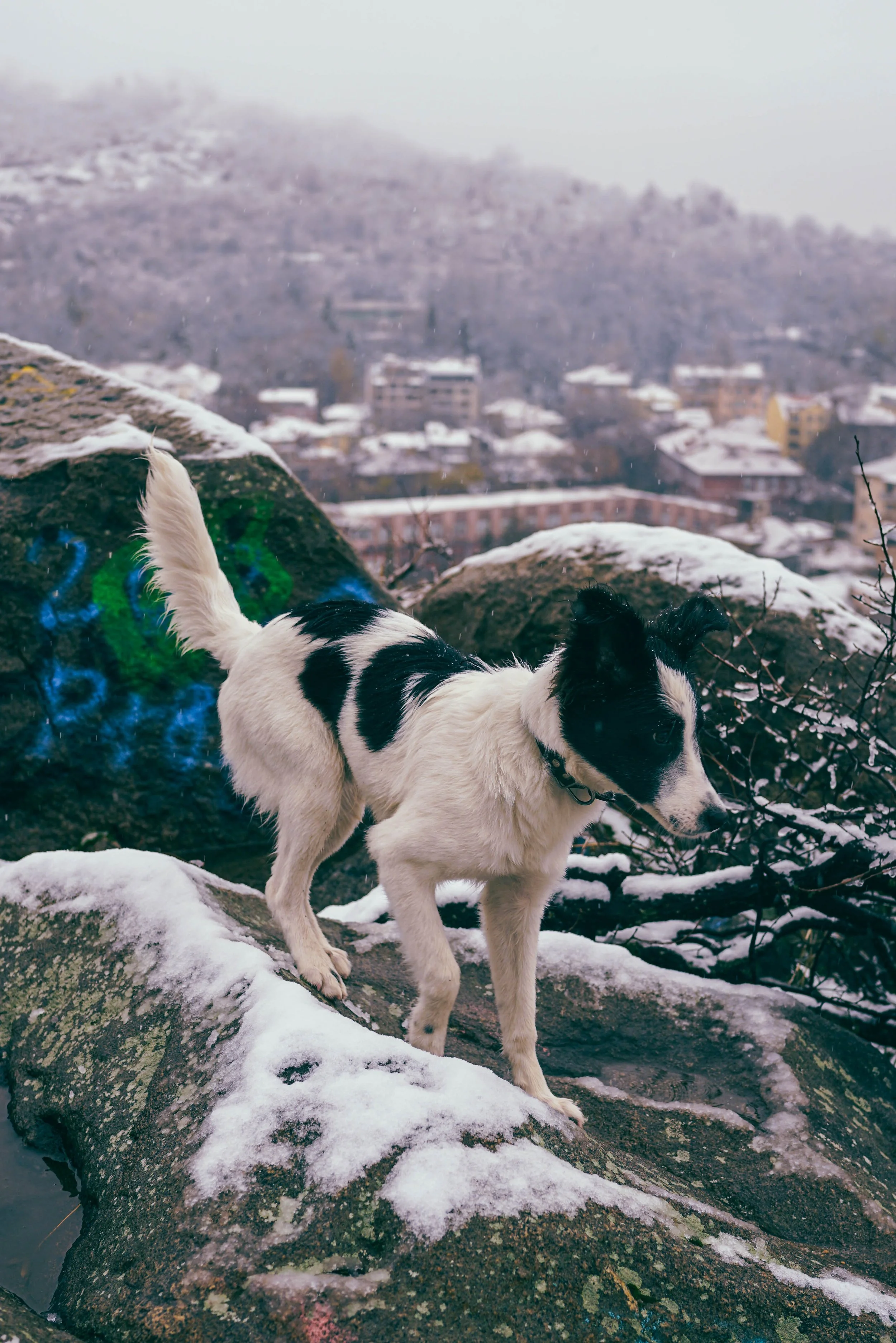 Властелинът на тепетата